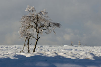 Bare tree on snow covered field against sky