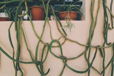 Close-up of potted plant against wall in yard