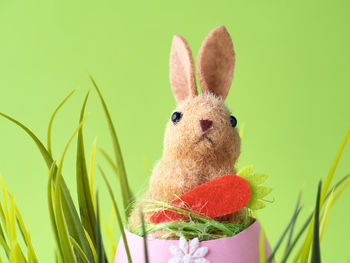 Close-up of rabbit on white background