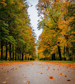 Road amidst trees