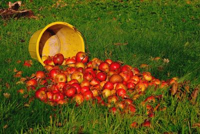 Red berries on field