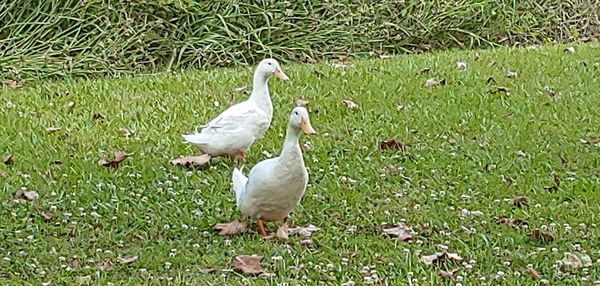 View of birds on field