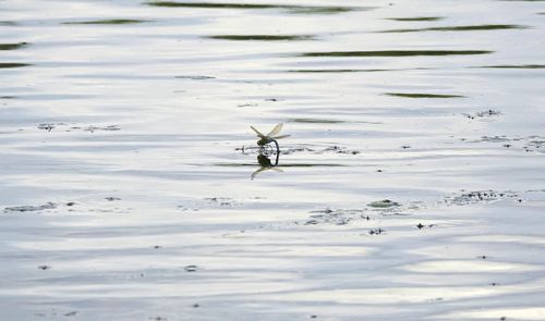 High angle view of birds in lake