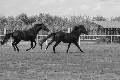 Horses running in ranch