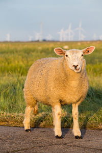 Portrait of an animal on field