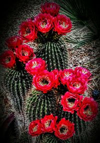 Close-up of red flowers