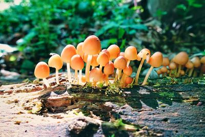 Close-up of mushrooms growing on field