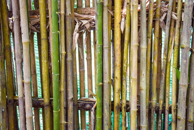 bamboo