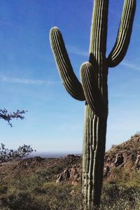 Close-up of cactus on field against sky
