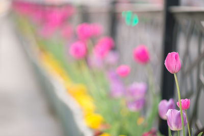 Close-up of pink flower