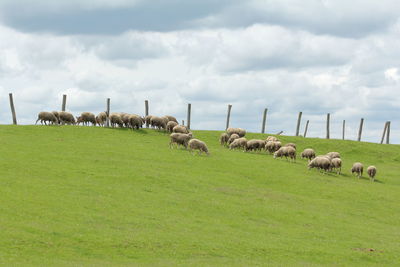 Sheep grazing on grassy field against sky