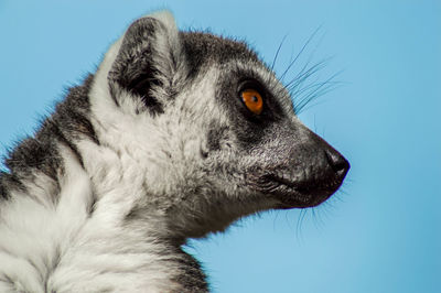 Close-up of an animal against blue sky