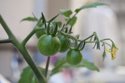 Close-up of fruits growing on plant