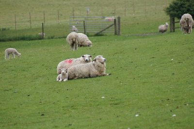 Sheep grazing in a field