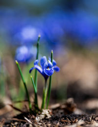 Close-up of purple crocus flowers on field