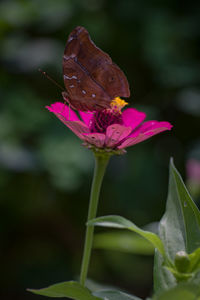 Close-up of butterfly on pink flower