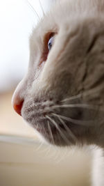 Close-up of cat