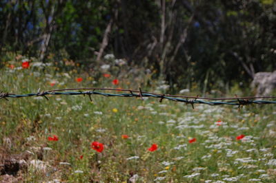 Close-up of flowers growing on tree