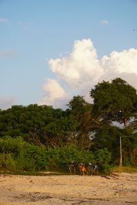 tree