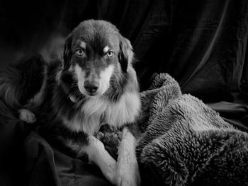 Close-up portrait of dog sitting