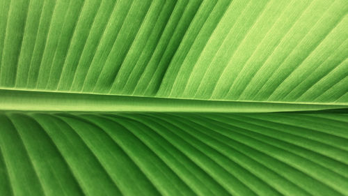 Full frame shot of green leaf