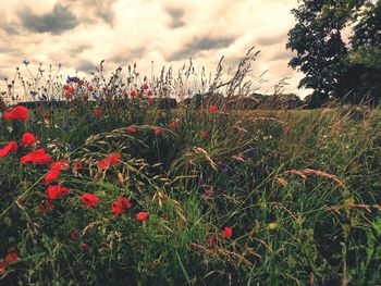 Red poppy flowers blooming on field