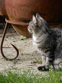 Cat sitting in a field