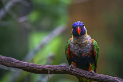 Close-up of rainbow lorikeet perching on stick