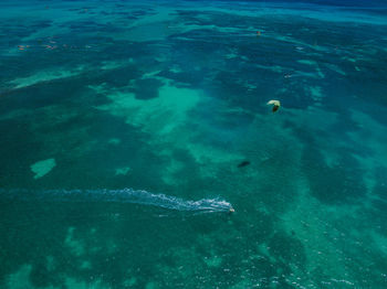 High angle view of fish underwater