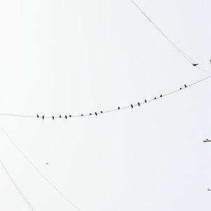 Low angle view of birds perching on cable against clear sky