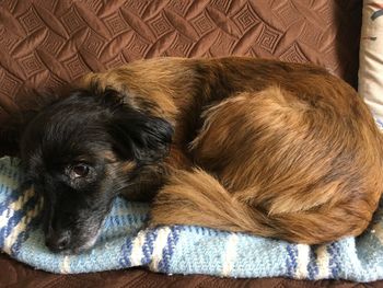 High angle view of dog sleeping on sofa