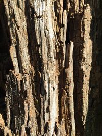 Close-up of tree trunk