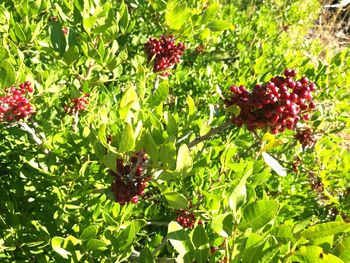 Red berries growing on plant in garden