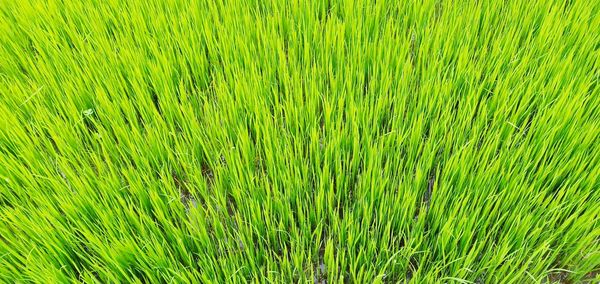 Full frame shot of fresh green field