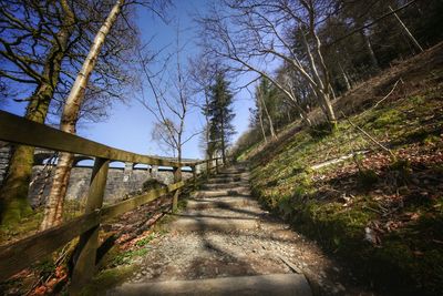 Footpath amidst trees in forest against sky