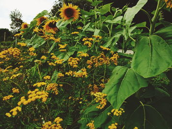 Close-up of yellow flowers blooming on field