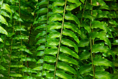 Full frame shot of green leaves