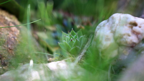 Close-up of flowering plant on field