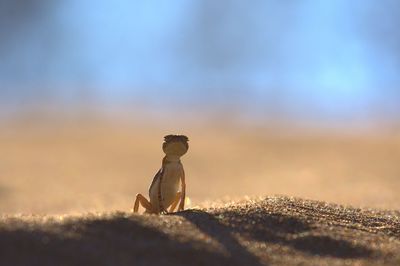 The toad-headed agama phrynocephalus mystaceus