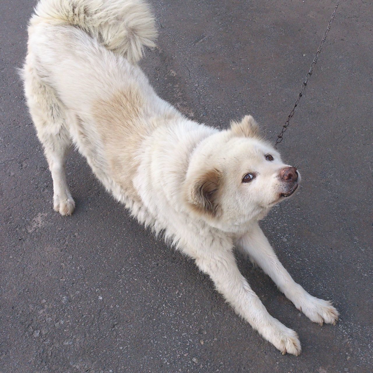 animal themes, pets, one animal, dog, domestic animals, mammal, high angle view, street, road, white color, full length, asphalt, outdoors, day, cute, sidewalk, pet leash, walking, no people, pet collar