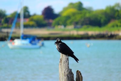 Bird perching on wooden post in lake