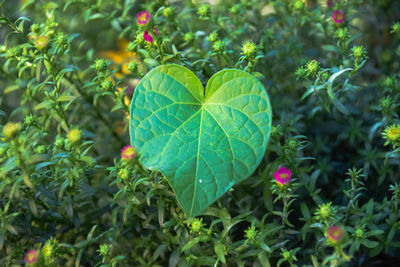 Close-up of heart leaf shape on green plant