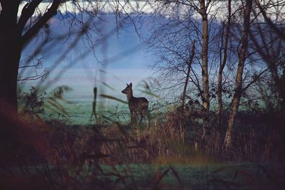 Horse standing in a field