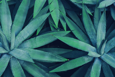 Selective focus of cactus plant leaves texture background. blue tone.