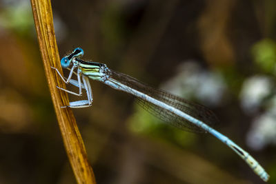 Close-up of a damselfly on a twig