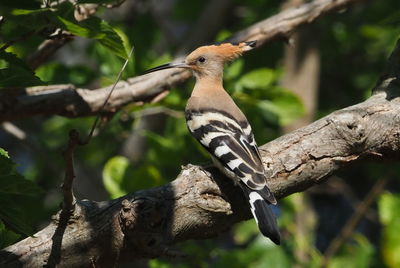 Close-up of a bird perching on branch