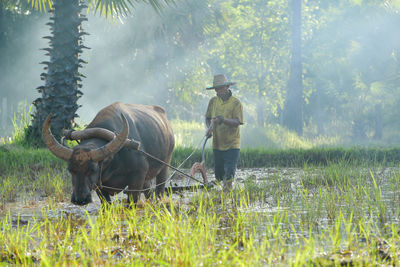 Water buffalo,crowd buffalo and farmer on during sunset