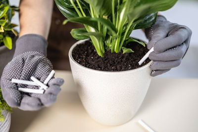 Cropped hand holding potted plant