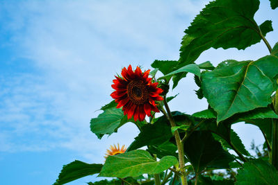 Low angle view of flowers blooming in park