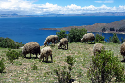 View of sheep on field against sky